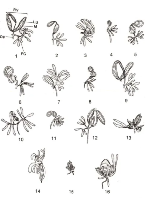 Figs 1-16. Aparelhos de veneno. (1-12) Doryctinae, onde (rv) reservatório de veneno, (lu) lúmen, (m) musculatura, (dv) ducto de veneno e (fg) filamento glandular