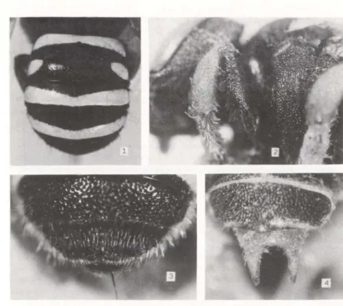 Figs 1-4. (1) Chrisanthidium adomatum, tergos da fêmea; (2) C. nigritum, vista lateral dos mesepisternos e parte das pernas anteriores da fêmea; (3-4) C