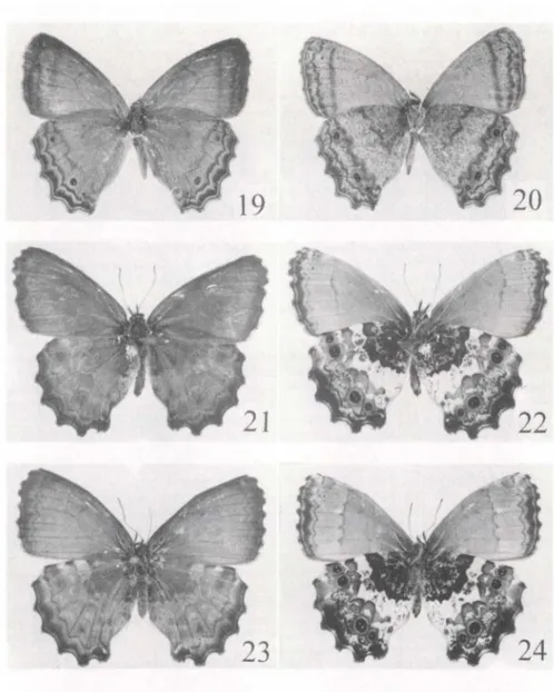 Figs 19-24. (19-20) Carminda  griseldis, fêmea . (19) Joinvile, Santa Catarina; (20) idem, face  inferior