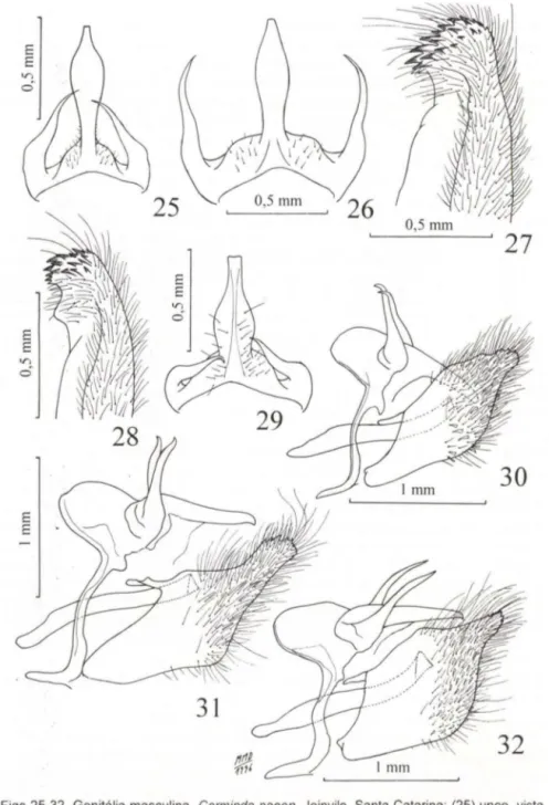 Figs 25-32. Genitália masculina.  Carminda paeon , Joinvile, Santa  Catarina : (25) unco, vista  dorsal; (28) extremidade da valva, vista ventral-interna ; (30) genitália em vista lateral
