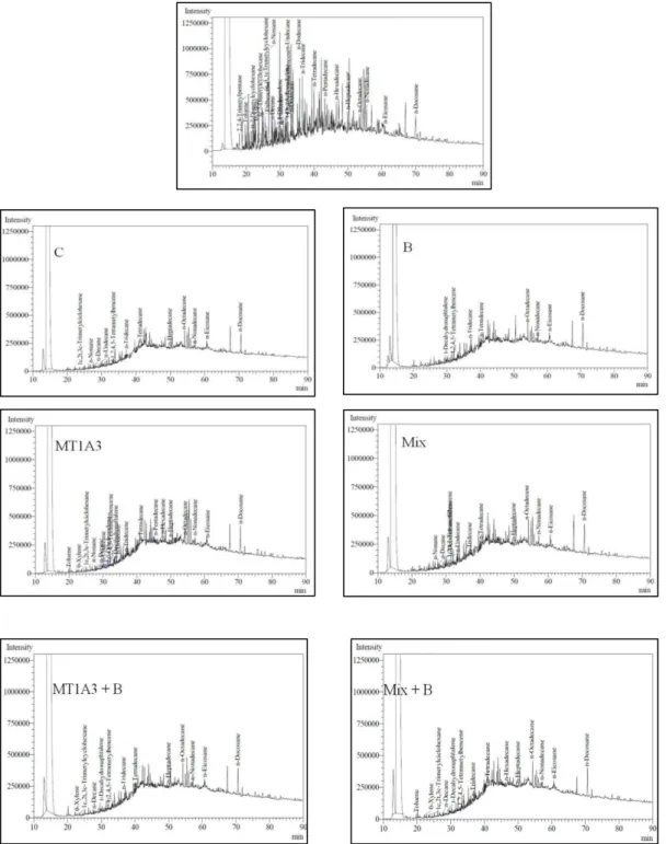 Figure 4. Chromatograms of microcosms: time zero and treatments after 120 days for control of natural attenuation  (C), biostimulación (B), bioaugmentación with MT1A3 (MT1A3), bioaugmentation with mix (Mix),  bioaugmentation  with MT1A3 + biostimulation (M