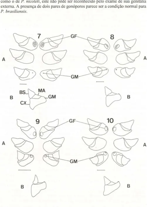 Figs 7-10 . Parastacus brasiliensis. (7A-8A) Vista ventral de fêmeas;  (9A-10A) vista ventral de  machos; (7B-8B) vista lateral do coxopodito do quinto par de pereiópodos de fêmeas; (9B-1 OB)  vista  lateral  do  coxopodito do quinto par de  pereiópodos de