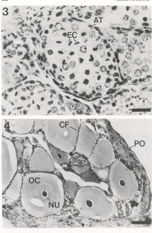 Figs  3-4 .  Parastacus  brasiliensis,  secção  transversal  da  gónada.  (3)  Masculina  (barra  de  calibração  =  27Ilm); (4)  feminina  (barra  de calibração  =  130llm)