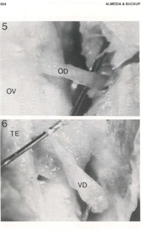 Figs  5-6. Parastacus brasiliensis.  (5) Oviduto direito da  fêmea ; (6) vaso deferente direito do  macho