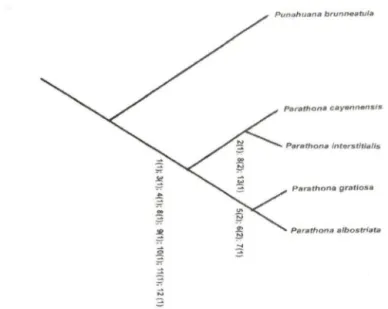 Fig.  1.  Cladograma das espécies de Para lhona  Melichar. 