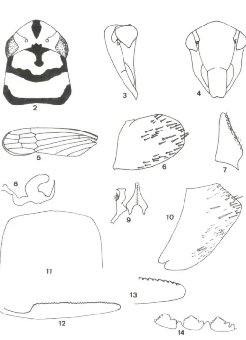 Figs 2-14. Parathona cayennensis. (2) Cabeça e pronoto , em vista dorsal; (3) cabeça em vista  lateral;  (4) cabeça  em  vista  fronto-ventral ; (5) tégmina esquerda;  (6)  pigóforo do macho, em  vista  lateral; (7) placa  subgenital em  vista  ventral;  (