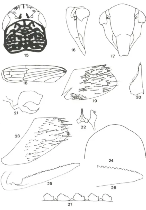 Figs  15-27. Parathona  interstitialis. (15) Cabeça  e pronoto, em  vista  dorsal;  (16) cabeça  em  vista  lateral;  (17)  cabeça  em  vista  fronto-ventral;  (18)  tégmina  esquerda;  (19)  pigóforo  do  macho, em  vista  lateral;  (20)  placa  subgenita