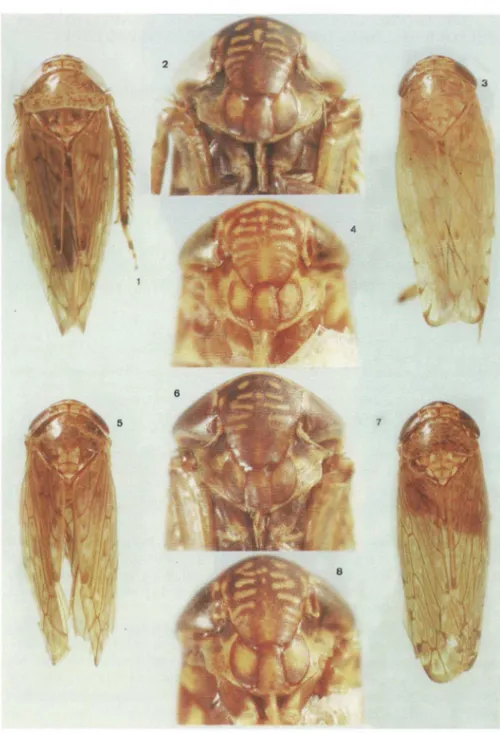 Figs  1-8. (1-2) Serridonus longistylus Linnavuori : (1) dorsal ; (2) face . (3-4) Serridonus luridus  sp.n .: (3) dorsal ; (4) face 
