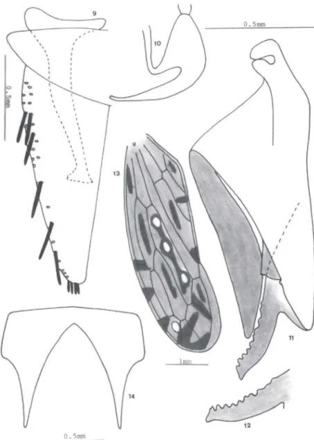 Figs 9-14 . Serridonus /ongisty/us  Linnavuori.  (9) Valva genital , placa  subgenital  e estilo;  (10)  edeago, lateral; (11) pigóforo, lateral; (12) apêndice dorsal , pigóforo; (13) tégmina;  (14) sétimo  esternito da fêmea 