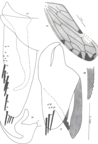 Figs 15-19. Serridonus luridus sp.n ..  (15) Valva genital. placa subgenital e estilo; (16) edeago,  lateral ; (17)  pigóforo , lateral ; (18) apêndice dorsal,  pigóforo;  (19) tégmina