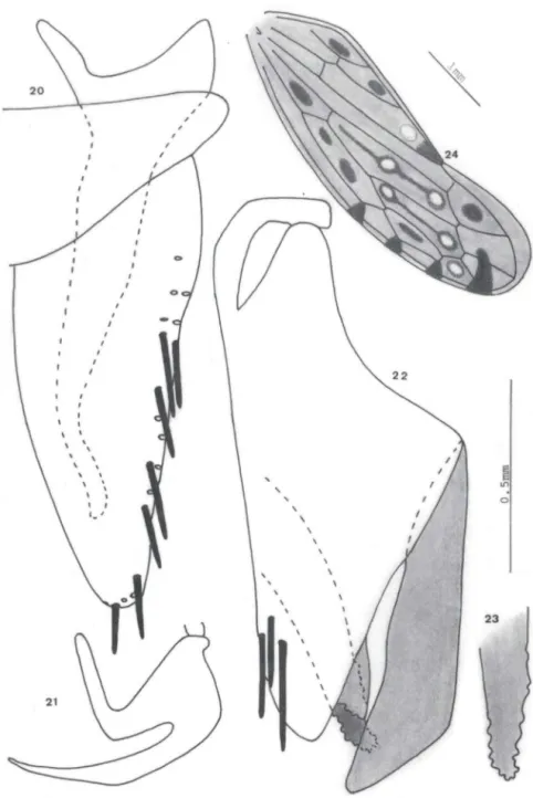 Fig s 20-24. Serridonus serratus  sp.n ..  (20) valva genital, placa subgenital e estilo; (21) edeago,  lateral; (22) pigóforo, lateral; (23) apêndice dorsal, pigóforo; (24) tégmina 