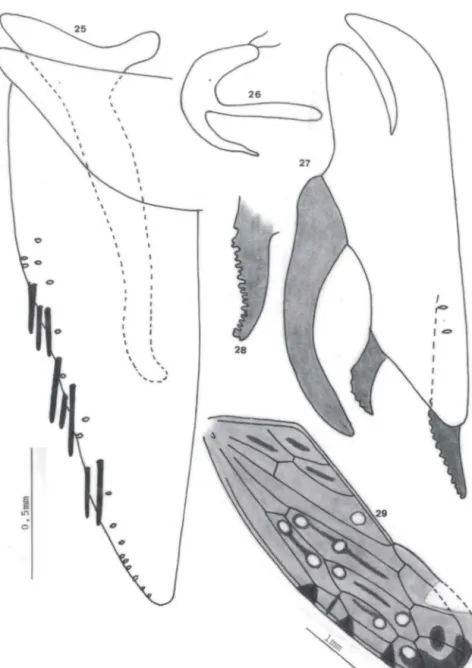 Figs  25-29.  Serridonus  foersteri  sp.n ..  (25)  Valva  genital ,  placa  subgenital  e  estilo;  (26)  edeago, lateral;  (27) pigóforo,lateral; (28) apêndice dorsal, pigóforo; (29) tégmina 