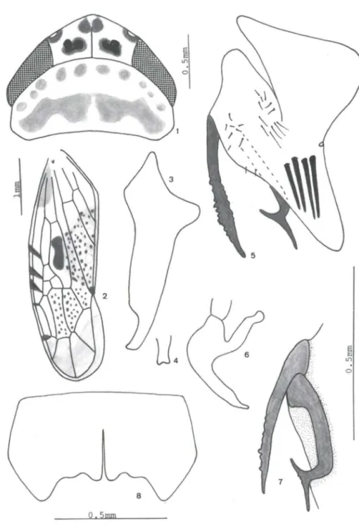 Figs  1-8. Taperinha  marinonii sp.n . (1) Cabeça e pronoto, dorsal ; (2)  tégmina;  (3)  estilo;  (4)  ápice do estilo;  (5) pigóforo,  lateral; (6)  edeago,  lateral ; (7) apêndices do  pigóforo, lateral por  dentro; (8) sétimo esternito (fêmea)