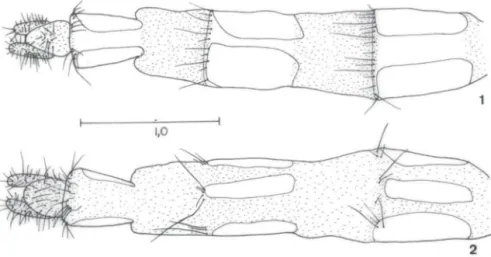 Figs  1-2.  Phaonia  boliviana  sp.n ..  (1)  Ovipositor,  vista  dorsal;  (2)  ovipositor,  vista  ventral