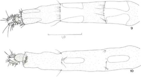 Figs 9-10. Phaonia punoensis sp.n ..  (9) Ovipositor, vista dorsal;  (10) ovipositor, vista ventral