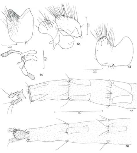 Figs  11-16.  Phaonia  quercus sp.n ..  (11)  Esternito V,  vista  posterior;  (12) epândrio,  cercos e  surstilo,  vista lateral;  (13) cercos, vista  posterior;  (14) edeago e acessórios, vista  lateral;  (15)  ovipositor, vista dorsal; (16) ovipositor, 