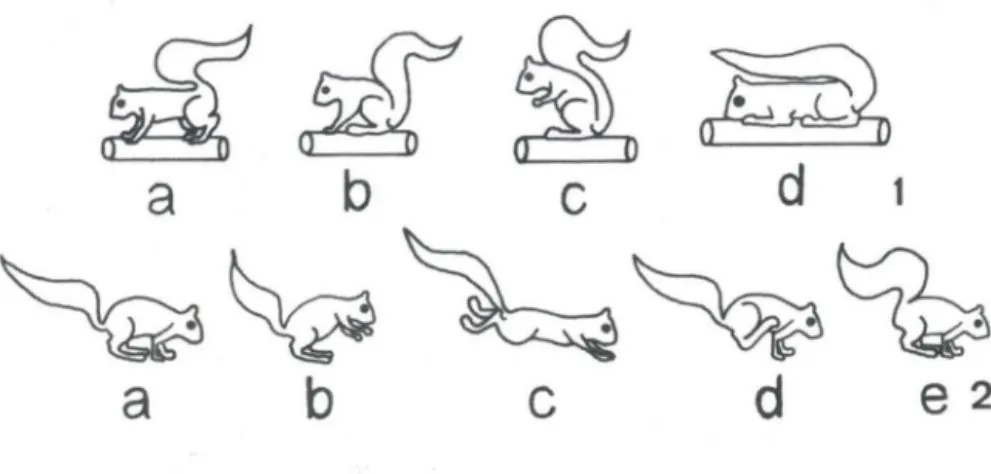 Figs 1-2. (1) Posturas básicas de  Sciurus ingrami  observadas em cativeiro: em pé (a), sentado  (b),  sentado  em  duas  patas  (c),  deitado  (d);  (2)  deslocamento  horizontal  de  S