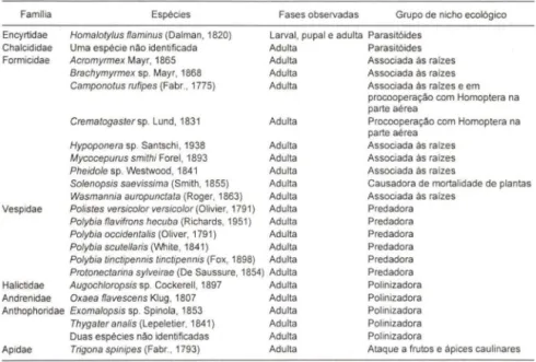 Tabela  I.  Himenopterofauna associada ao jiloeiro. Viçosa, Minas Gerais, 1984 e 1985