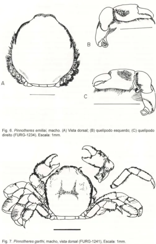 Fig . 6. Pinnotheres  emiliai, macho. (A) Vista  dorsal ; (8 ) quelipodo  esquerdo; (C) quelipodo  direito (FURG-1234)