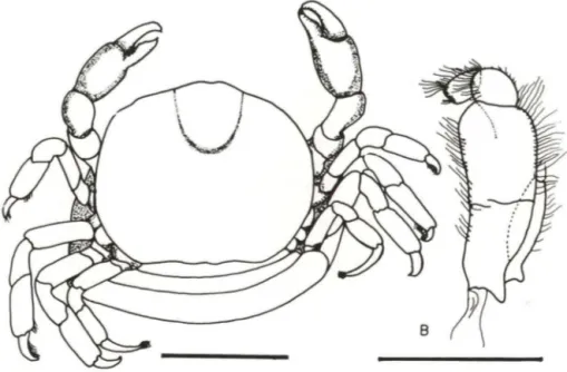 Fig.  8.  Pinnotheres  garthi, fêmea .  (A)  Vista  dorsal.  Escala:  2mm;  (8)  terceiro  maxilípodo  esquerdo (FURG-1241)