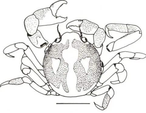 Fig . 9.  Tumidotheres maculatus, macho, vista dorsal (MZUSP-9552). Escala : 2mm . 