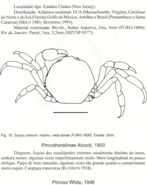 Fig . 10. Zaops ostreum , macho,  vista dorsa l (FURG-1806). Escala : 2mm . 