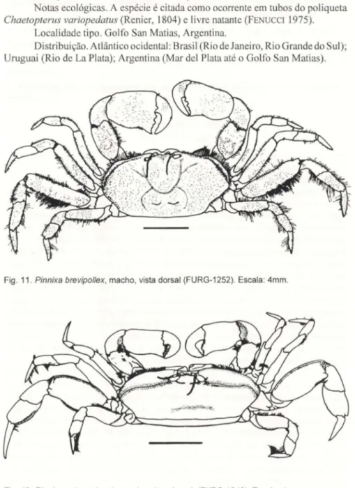 Fig.  11.  Pinnixa brevipollex, macho, vista  dorsal (FURG-1252).  Escala: 4mm. 