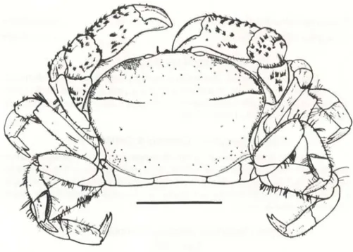 Fig . 1.  C/ypeasterophy/us stebbingi, macho,  vista dorsal (FURG-123 3).  Escala : 2mm 