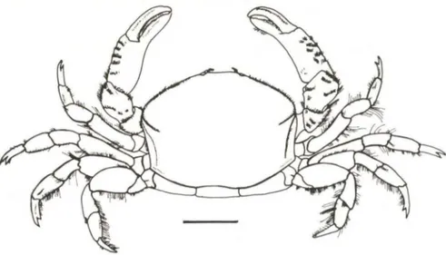 Fig.  2.  Dissodacty/us crinitiche/is, macho, vista  dorsal (FURG-912). Escala: 2mm . 