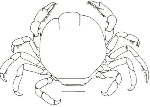 Fig . 3. Fabia  insularis,  macho,  vista dorsal (FURG-1235).  Escala:  2mm . 