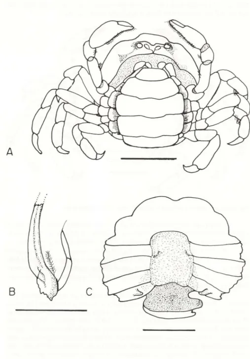 Fig. 4.  Fabia insularis, macho. (A) Vista ventral. Escala: 3mm; (8) gonópodo esquerdo