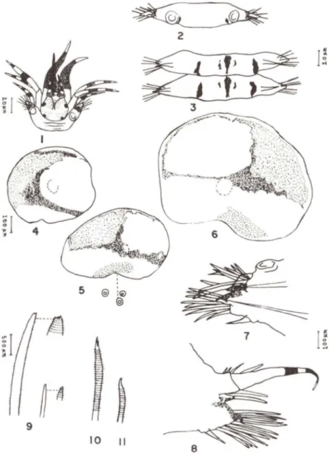Figs 1-11 . Malmgreniella variegata. (1) Extremidade anterior;  (2) parte dorsal do segmento 28  mostrando  pigmentação  na  base  do  elitróforo;  (3)  vista  ventral  dos  segmentos  21  e  22  mostrando pigmentação;  (4) primeira escama esquerda do segm