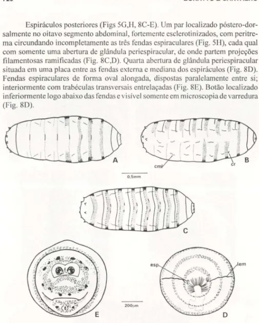 Fig . 9. Pupário de Sarconesia chlorogaster. (A) Vista dorsal; (B) vista lateral; (C) vista ventral; 
