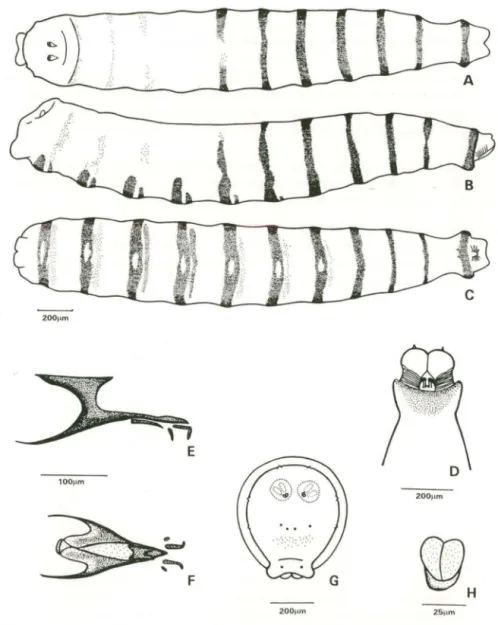 Fig.  2.  Larva de primeiro instar de Sareonesia eh/oragaster. (A) Vista dorsal; (8) vista  lateral; 