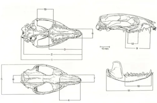 Fig.  1.  Crânio  de  Lutreolina  crasicaudata  em  vista  dorsal,  ventral  e  lateral  de  crânio  e  mandíbula,  assinalando  as  medidas  utilizadas  [Modificado  de  J.P
