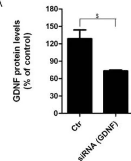 figure 4 showed that in cells treated with media conditioned by astrocytes  silenced for GDNF Zymosan A increase phagocytic activity by 89% ± 9,939 and  ROS levels by 88% ± 12,2.These results suggest that the reduction of 56% in  GDNF proteins levels (figu