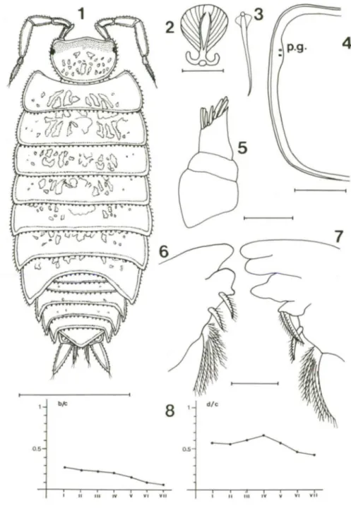 Figs 1-8. Trichorhina argentina , macho. (1) Vista dorsal; (2) cerda escamosa; (3) nódulo lateral; 