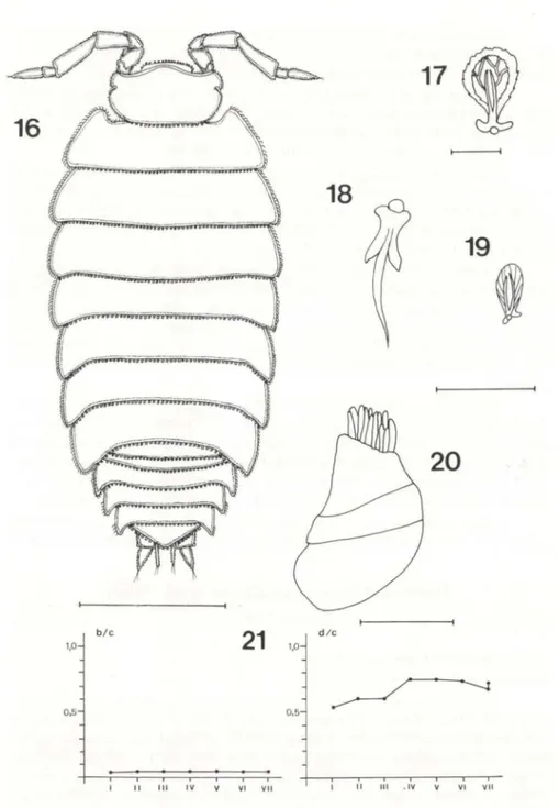 Figs 16-21 . Trichorhina  tomentosa , fêmea . (16) Vista dorsal; (17 , 19) cerdas escamosas; (18)  nódulo lateral;  (20) antênula ; (21) posição dos nódulos laterais com  relação às margens dos  pereionitos  l-VII : b/c  (margem  posterior), d/c (margem  l
