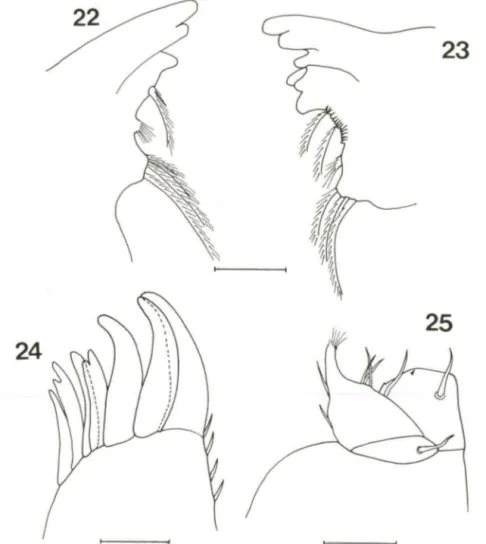 Figs 22-25.  Trichorhina  tomentosa, fêmea.  (22) Mandibula direita;  (23) mandibula esquerda; 