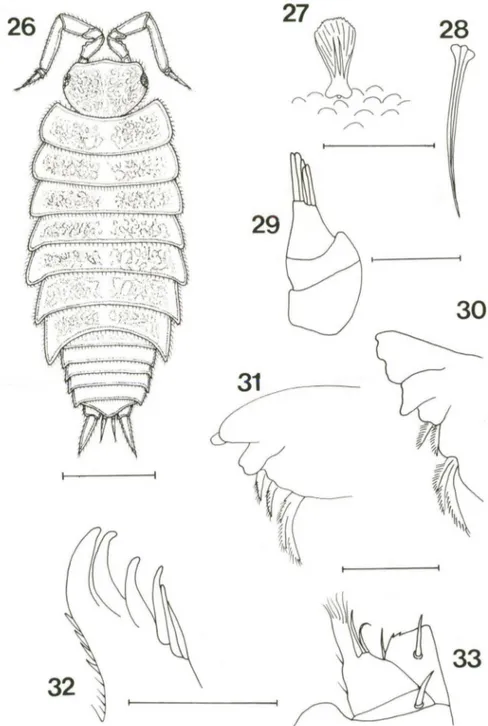 Figs 26-33. Trichorhina bicolorsp.n .,  holótipo macho. (26) Vista dorsal; (27) cerda escamosa; 
