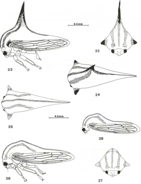 Figs 22-28. (22-24) Umbonia struempelisp.n., fêmea; (25-28) U. richteri sp.n., (25-27) fêmea ,  (28) macho
