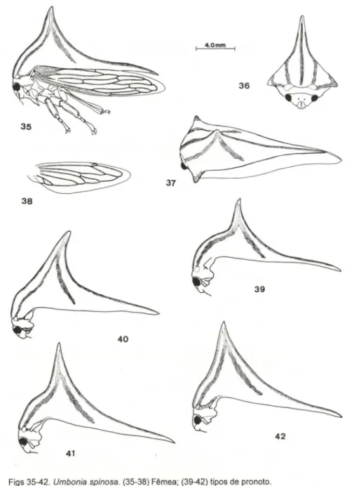 Figs 35-42. Umbonia spinosa. (35-38) Fêmea;  (39-42) tipos de pronoto. 