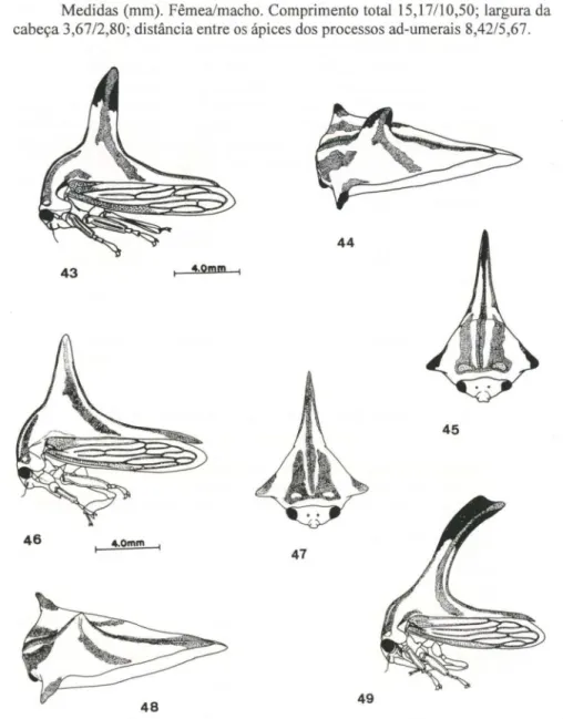 Figs  43-49.  (43-45)  Umbonia  gladius, fêmea;  (46-49)  U.  crassicomis,  (46-48)  fêmea,  (49)  macho
