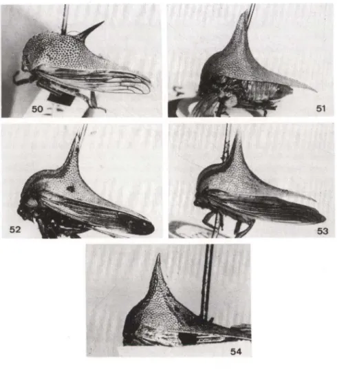 Figs 50-54. Fotos de tipos (a  partir de &#34;si ides&#34;).  (50)  Umbonia  lutea , hol6tipo fêmea; (51)  U