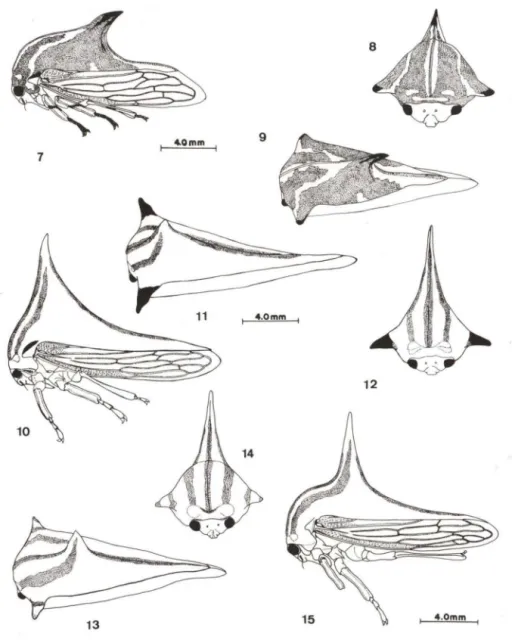 Figs 7-15.  (7-9) Umbonia  reclina ta, fêmea;  (10-12)  U.  signoreti, fêmea;  (13-15)  U