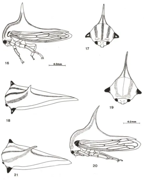Figs  16-21 . (16-18) Umbonia  lafivitta , fêmea ; (19-21)  U.  afaliba, fêmea. 