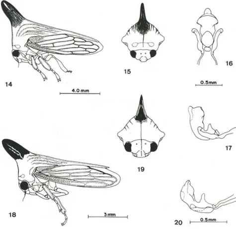 Figs 14-20. (14-17) Potnia  webbi sp.n.,  macho. (18-20) Potnia turrialbensis sp.n. , macho