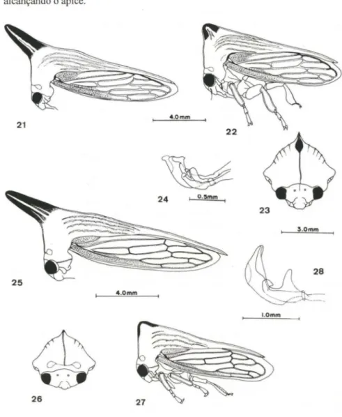 Figs 21-28. (21-24) Potnia pinheiroisp.n .. (21) Fêmea; (22-24) macho. (25-28) Potnia gladiator  (Walker,  1851)