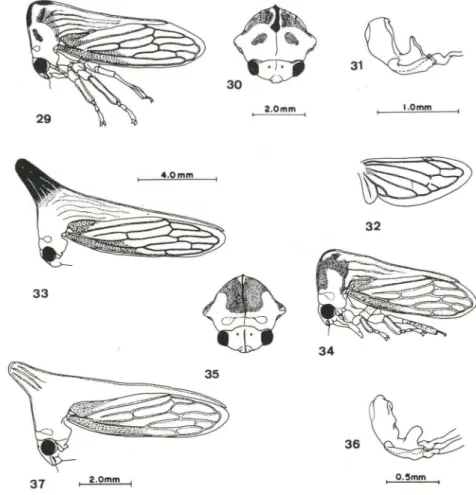 Figs 29-37. (29-33) Potnia venosa (Germar, 1821). (29-32) Macho; (33) fêmea. (34-37) Potnia  tapuruquarensis sp.n .