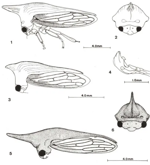 Figs 1-6. (1-4) Potniajacula (Fabricius, 1803). (1-2) Fêmea; (3-4) macho. (5-6) Potnia knightae  sp.n